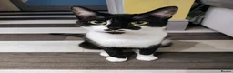 Mixed Breed cats for sale: Black/ Black& White Kittens - Advert 2