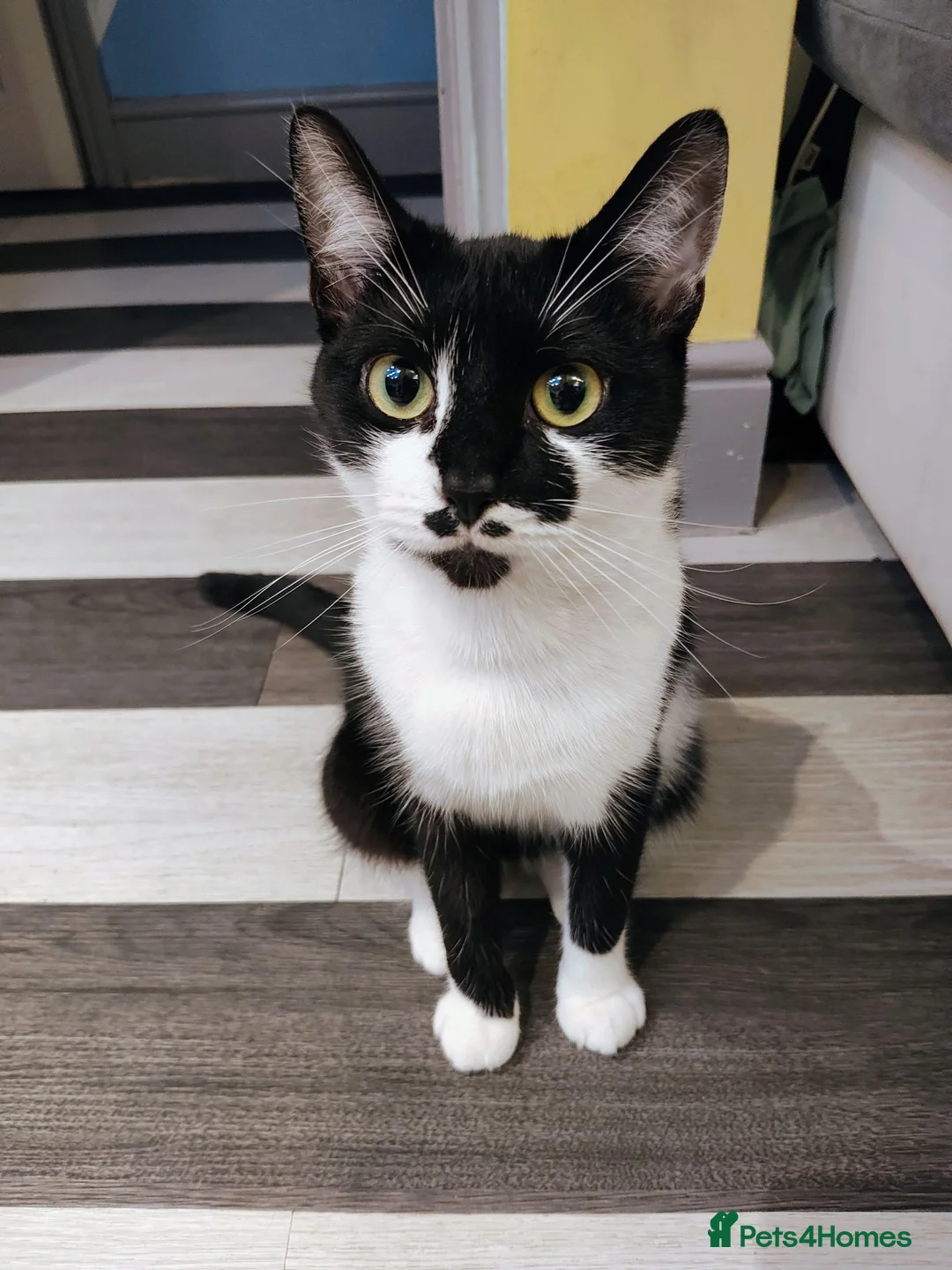 Mixed Breed cats for sale: Black/ Black& White Kittens - Advert 2