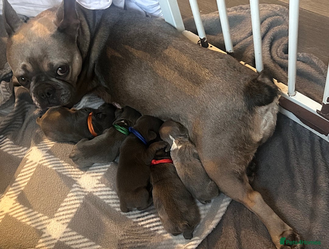 French Bulldog dogs for sale: French bulldog pups for sale  - Image 2