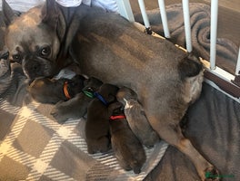 French Bulldog dogs - Advert 5