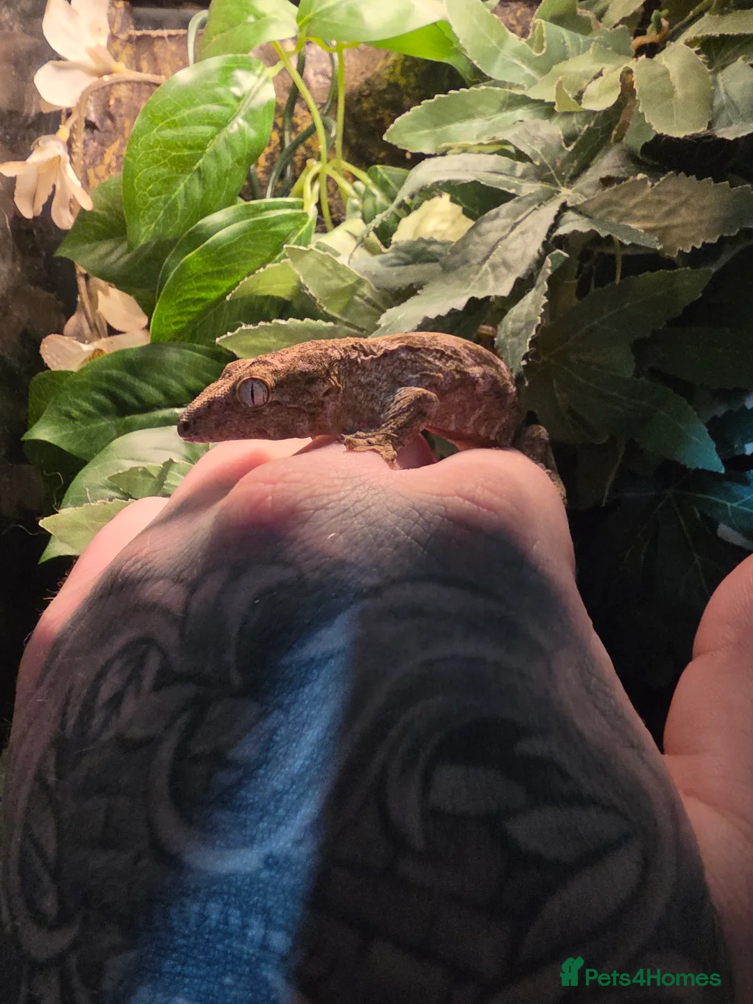 Gecko reptiles for sale: 2 x leachianus (giant) geckos  - Advert 2