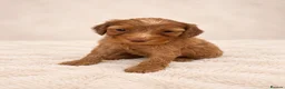 Cockapoo dogs for sale: F2 Merle apricot red and white Cockapoo puppies ❤️ in Godalming - Advert 5