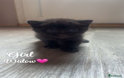Domestic Shorthair cats for sale: Kittens for sale🥰! - Image 4