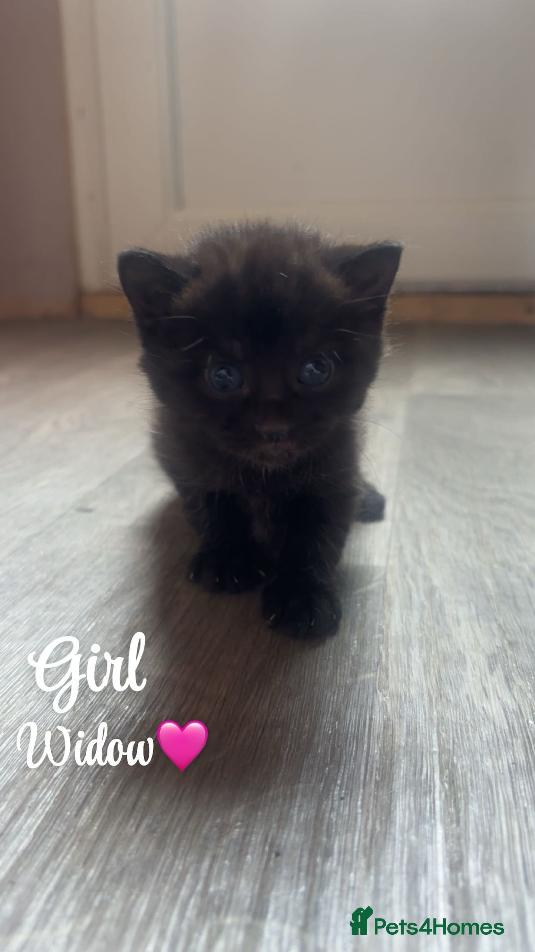 Domestic Shorthair cats for sale: Kittens for sale🥰! - Image 4