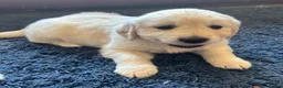 Golden Retriever dogs for sale: Kc golden retriever puppies,health tested parents  - Advert 4