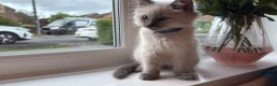 Ragdoll cats for sale: One Stunning blue point ragdoll male  - Advert 4