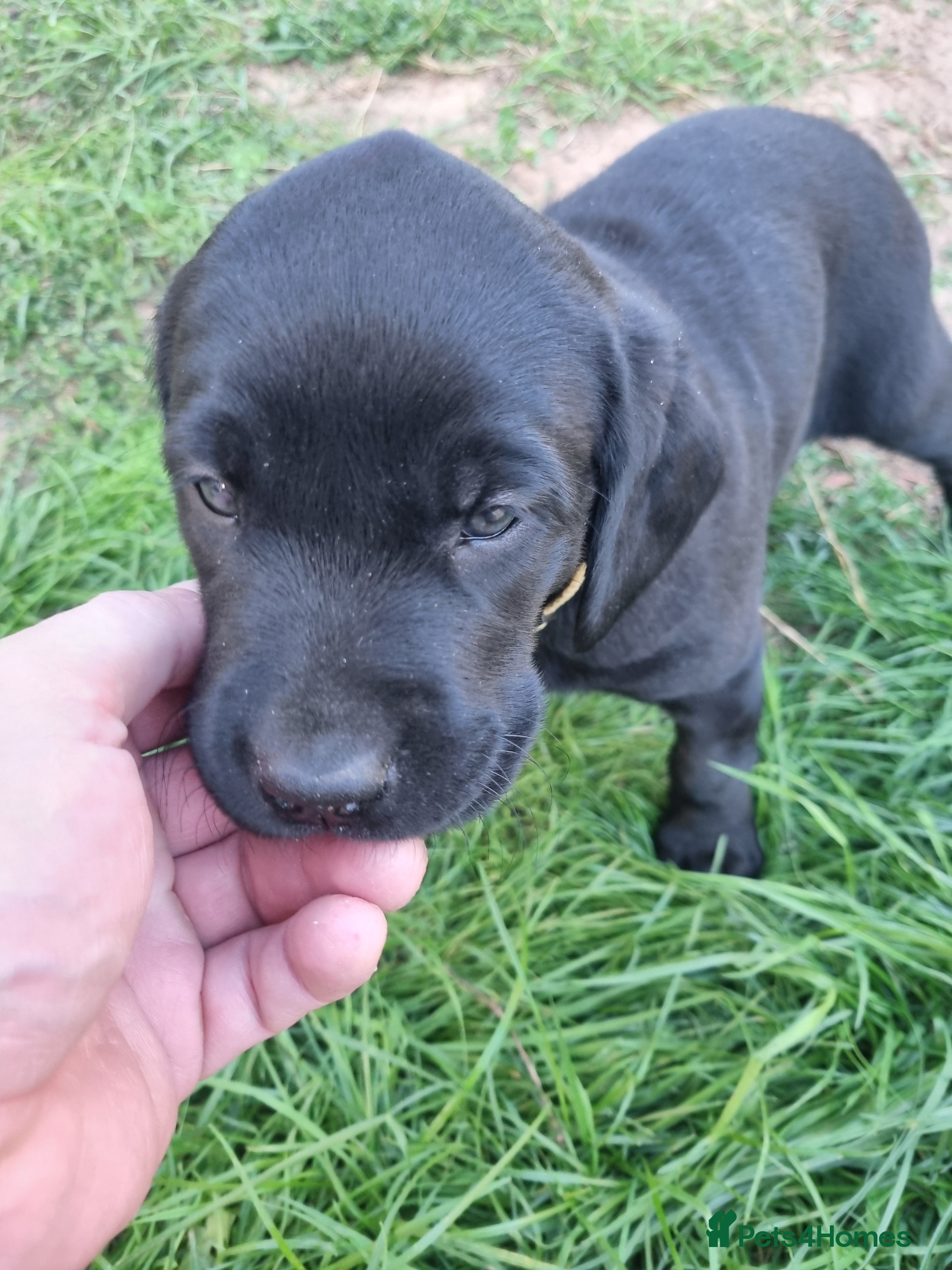Labrador Retriever dogs Black Labrador Puppies KC Registered - Advert 2