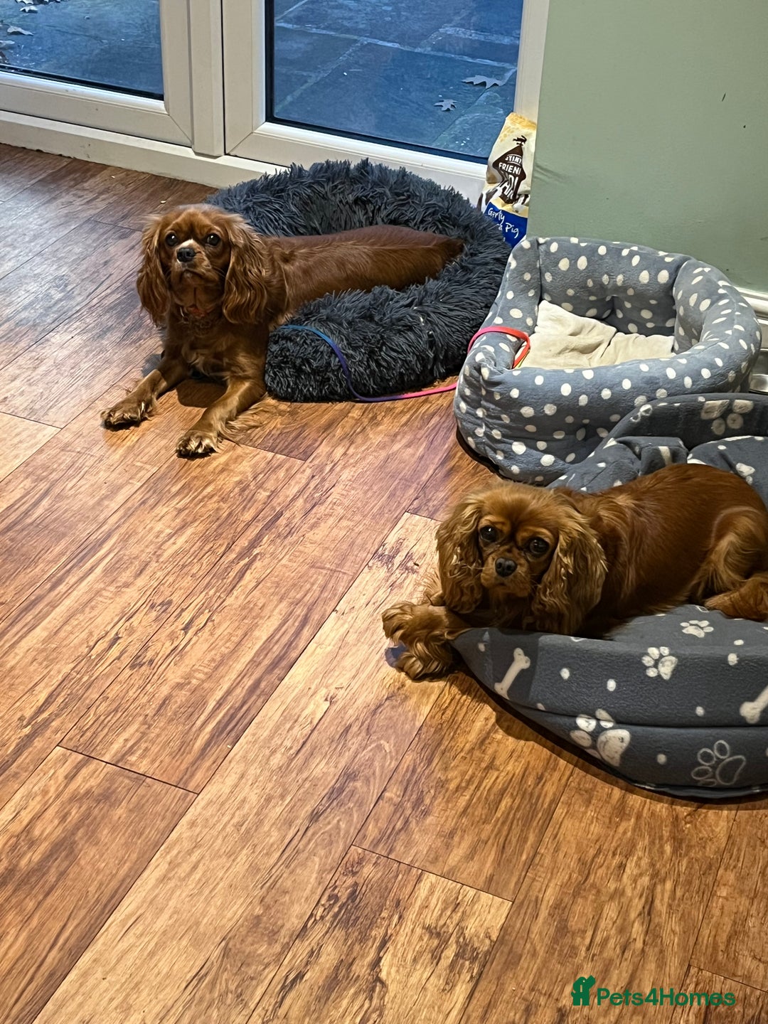 Cavalier King Charles Spaniel dogs for sale: Pure pedigree kc registered ruby cavaliers - Advert 5