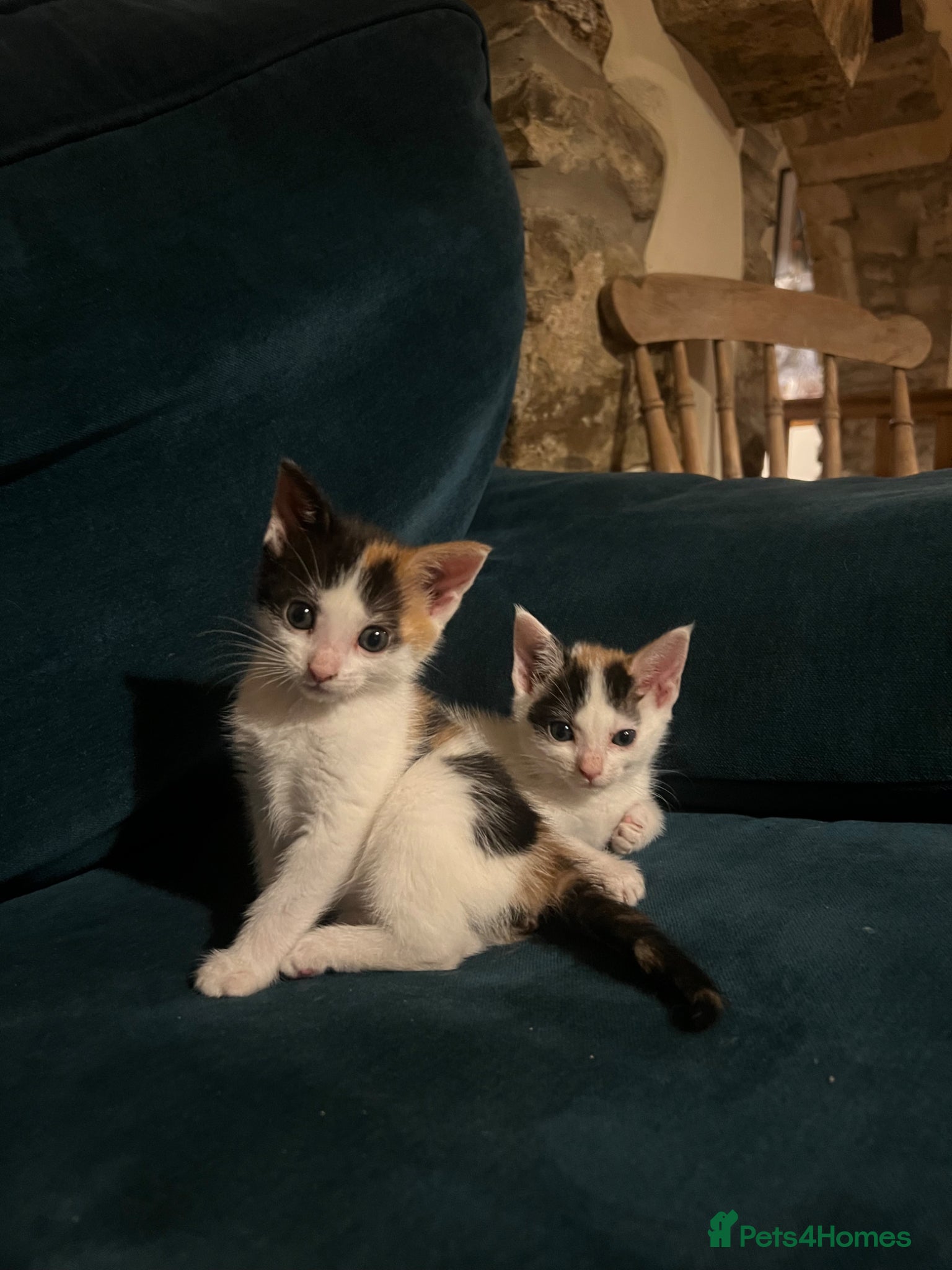 Mixed Breed cats for sale: Gorgeous Friendly Calico kittens - Advert 9