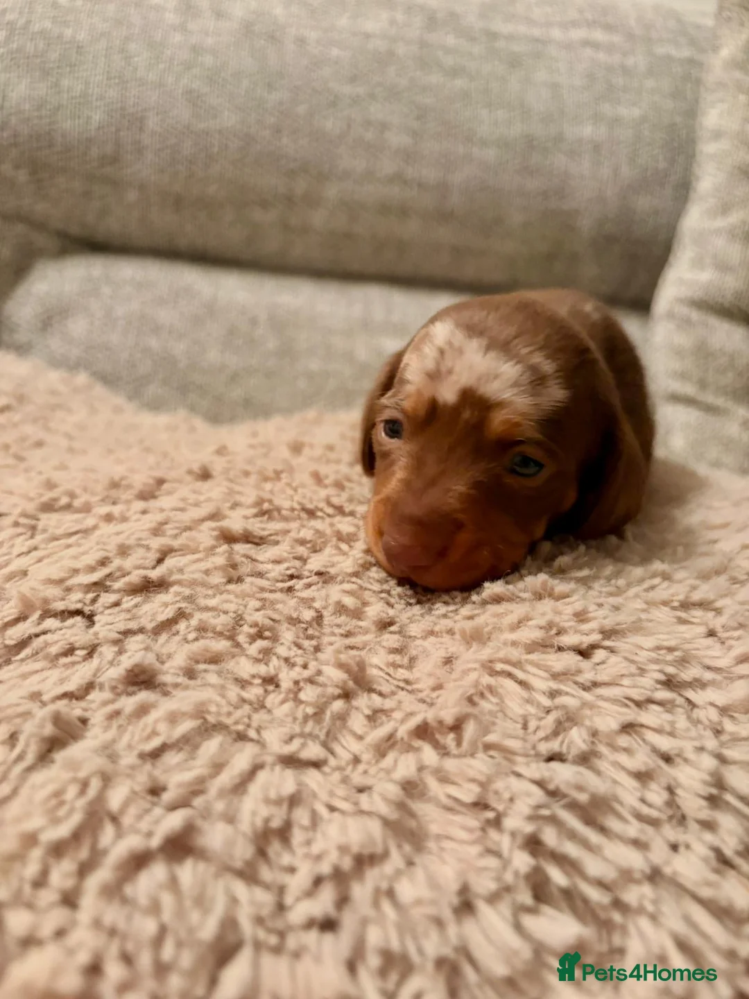 Miniature Dachshund dogs for sale: Miniature dachshund  - Advert 6