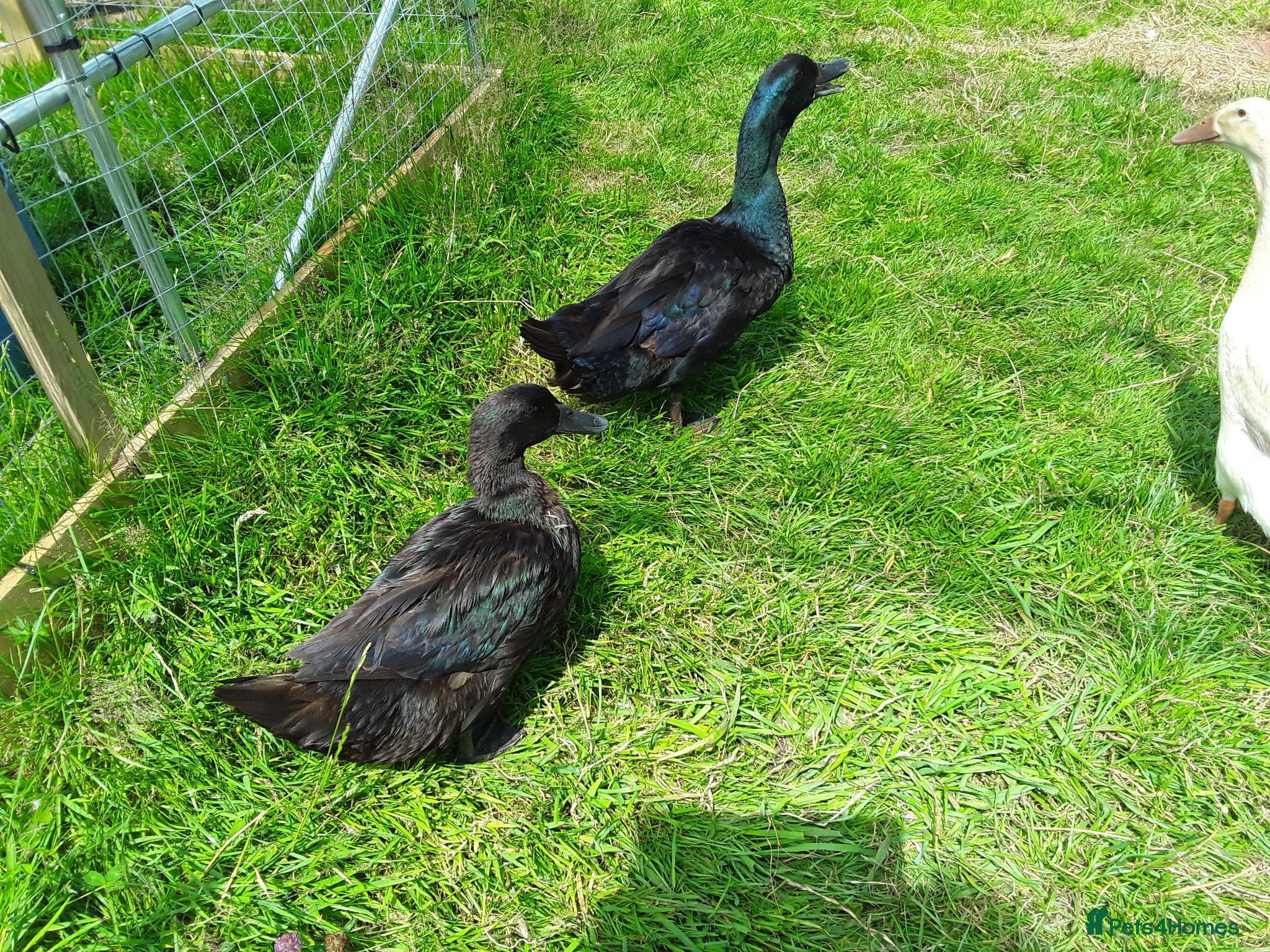 Ducks poultry Beautiful Cayuga ducklings for sale.  - Advert 1