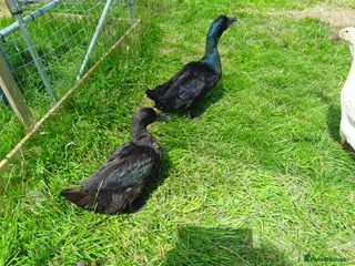 Ducks poultry Beautiful Cayuga ducklings for sale. - Advert 1