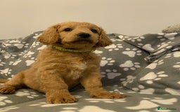 Double Doodle dogs for sale: Double doodles - Image 32