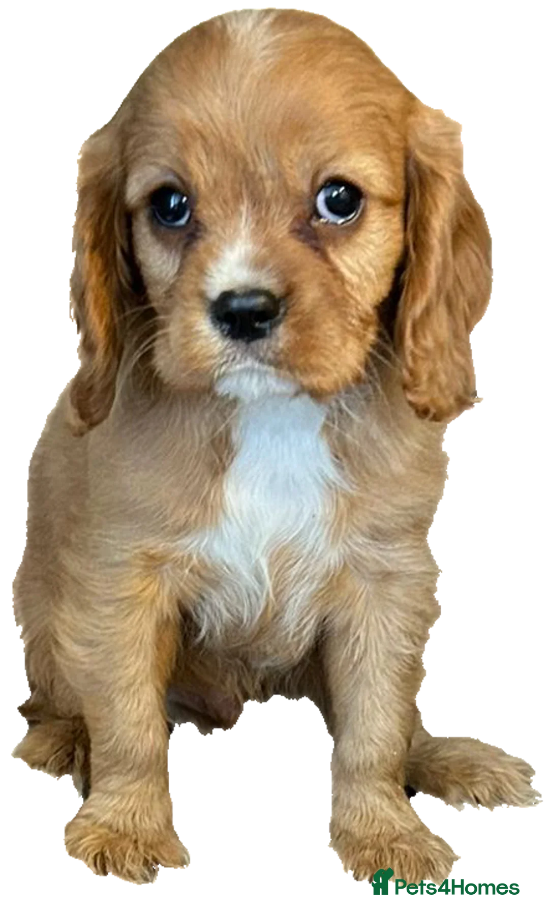 Cavalier King Charles Spaniel dogs for stud:  HEALTH TESTED kc cavalier king charles for stud  in Bedford - Advert 15