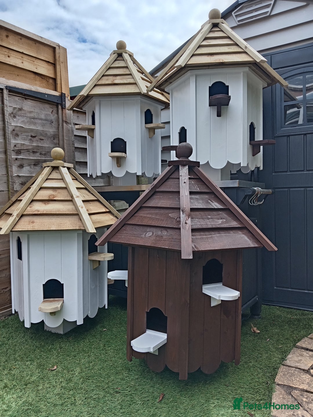 Doves birds for sale: Dovecotes - Image 3