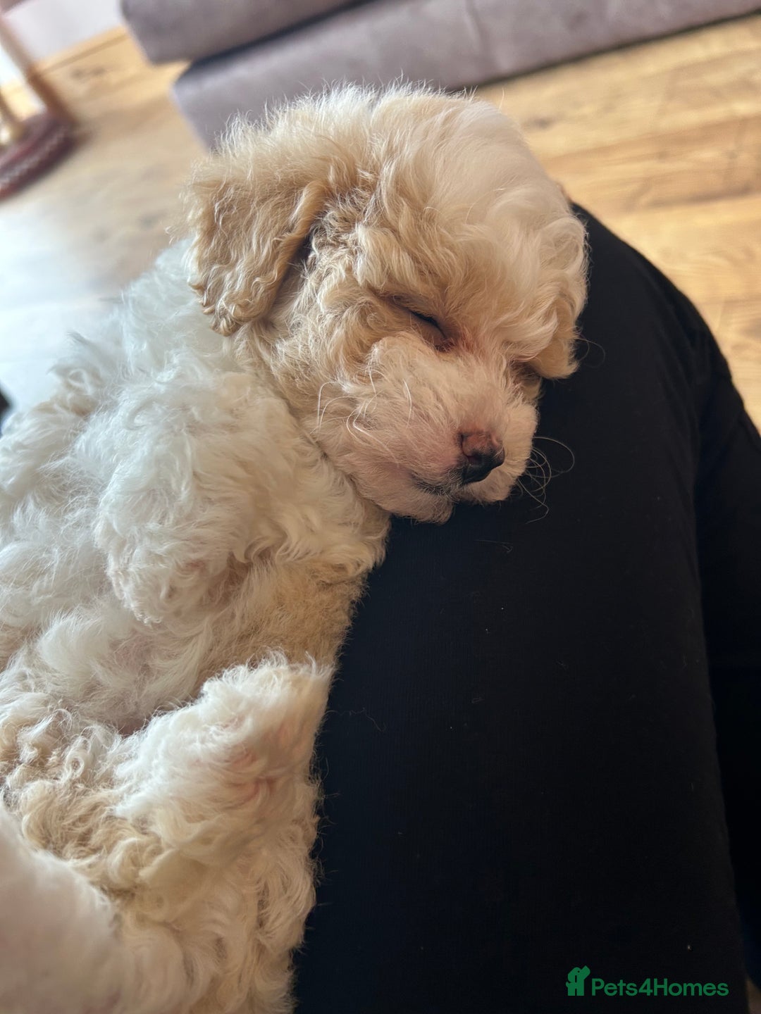 Maltipoo dogs for sale: Maltipoo puppy girl - Advert 4