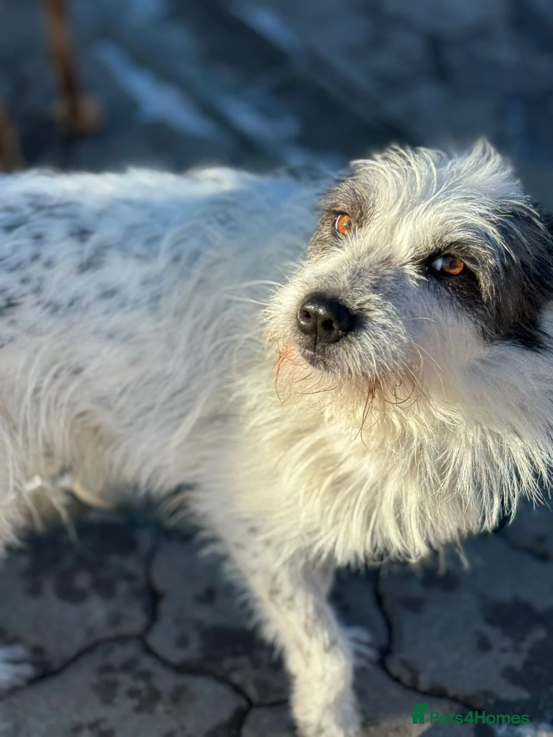 Mixed Breed dogs for adoption: 🐾MIRA🐾, a beautiful young girl for a Loving Home - Advert 25