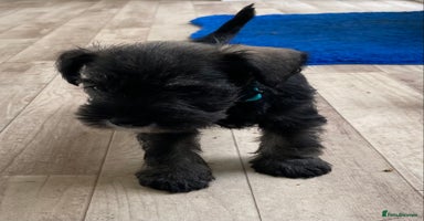 Miniature Schnauzer dogs - Advert 3