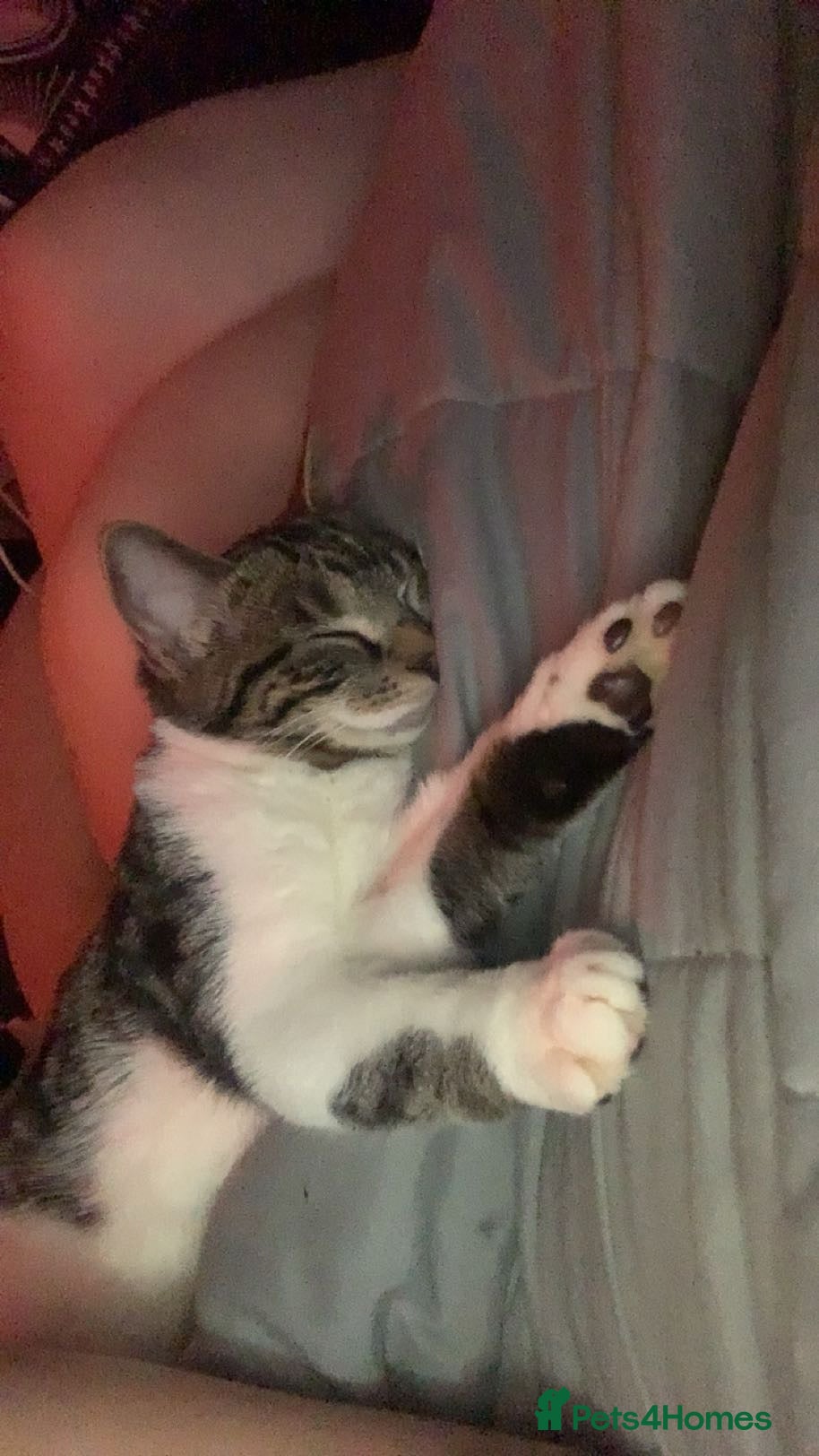 Mixed Breed cats Mosslog! 7 months - Advert 1