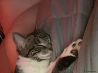 Mixed Breed cats Mosslog! 7 months - Advert 1