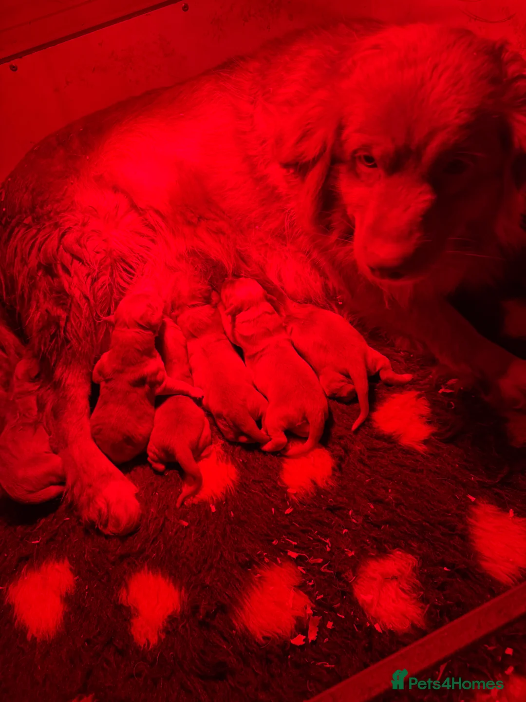 Nova Scotia Duck Tolling Retriever dogs for sale: Beautiful kc reg Nova Scotia puppies  - Advert 7