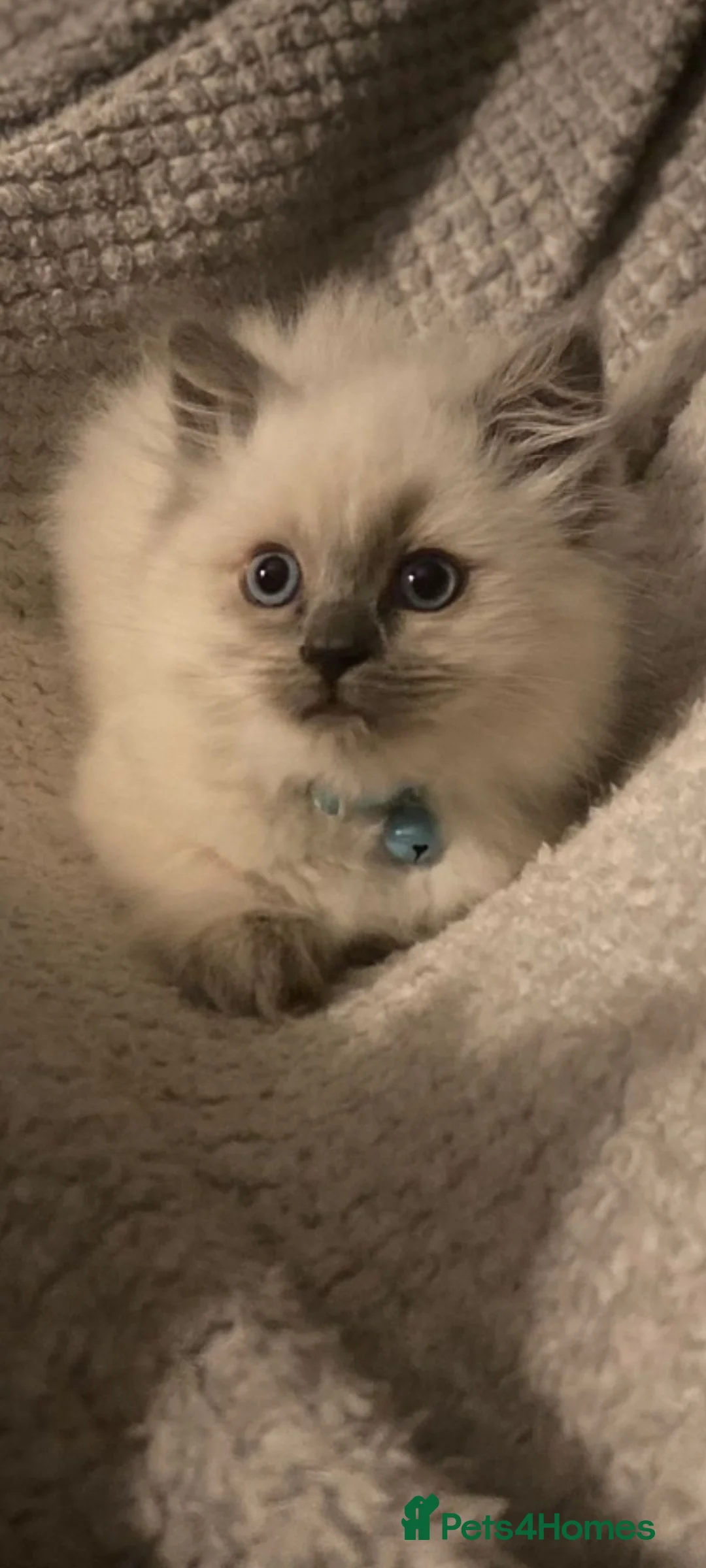 Ragdoll cats for sale: Ragdoll kittens  in London - Advert 6