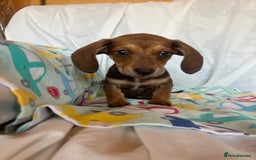 Miniature Dachshund dogs for sale: Miniature dachshund **updated  - Image 22