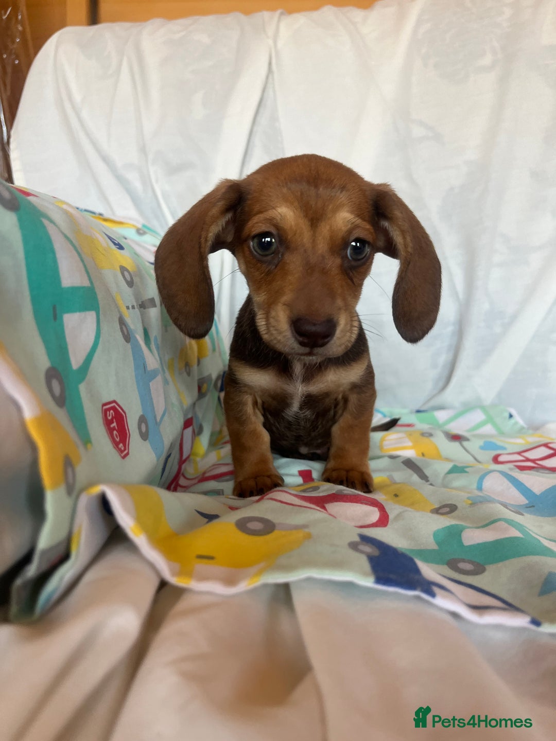 Miniature Dachshund dogs for sale: Miniature dachshund **updated  - Image 22