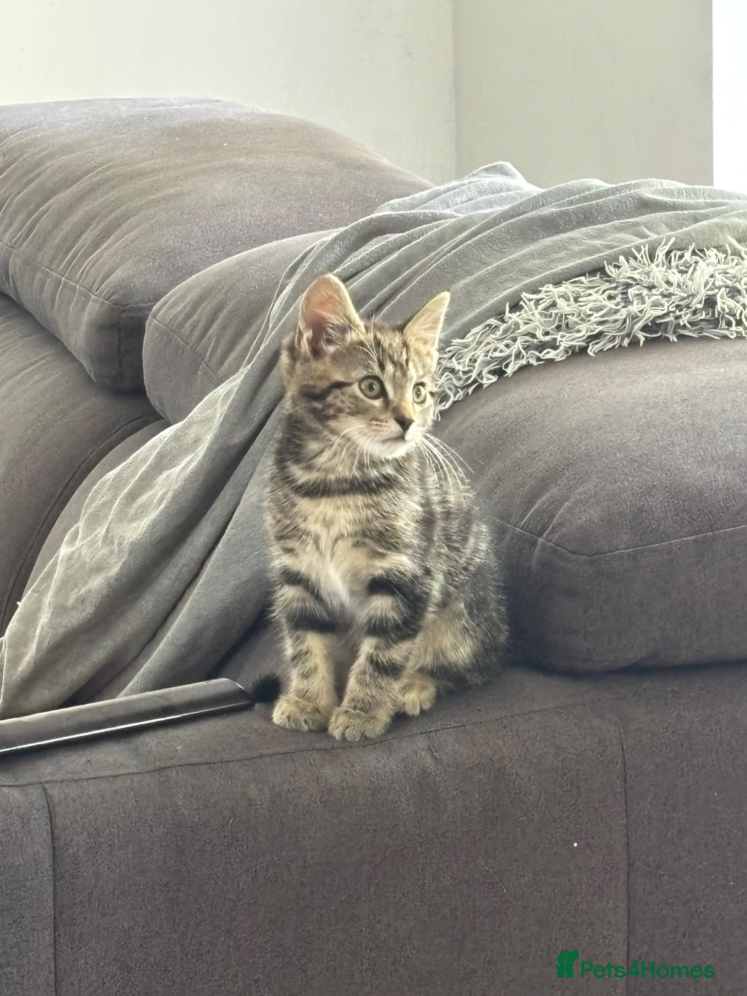 Domestic Shorthair cats Male Kitten - Advert 1