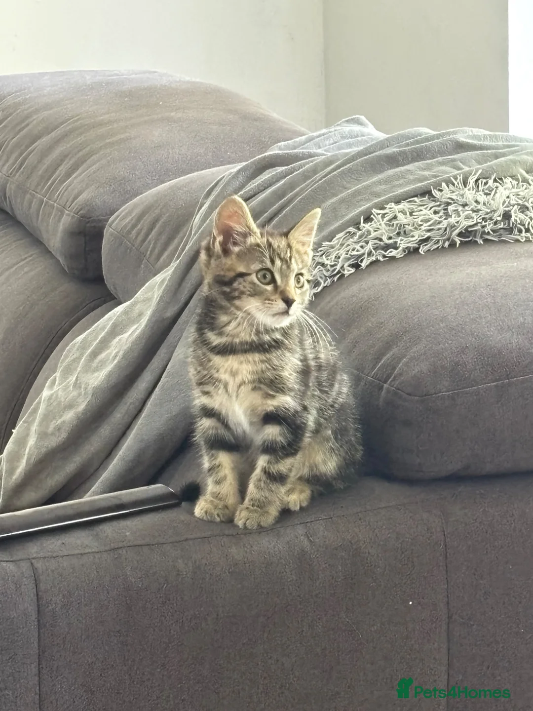 Domestic Shorthair cats for sale: Male Kitten - Advert 1