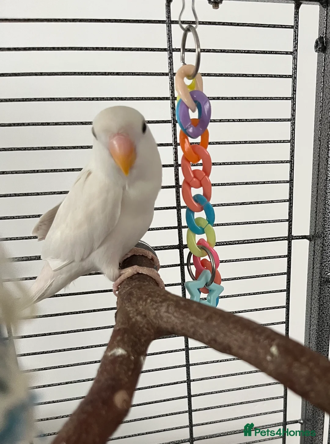 Lovebirds birds for sale: Hand reared love bird  - Advert 5