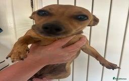 Mixed Breed dogs for sale: Looking for loving home - Image 3