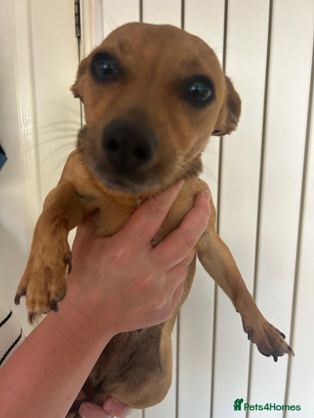 Mixed Breed dogs for sale: Looking for loving home - Image 3