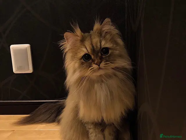 Persian cats Theo a beautiful Persia Kitten - Advert 1