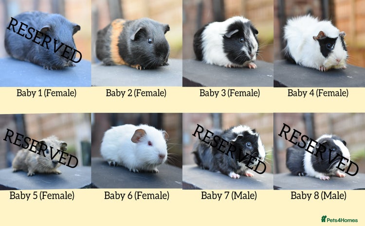 Guinea Pig rodents in Wigan - Advert 3