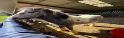 Other Breed horses for sale: Filly cob 9mths. Very friendly - Advert 2