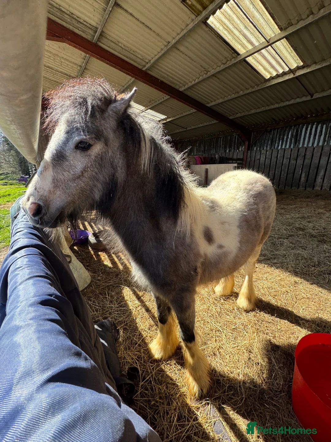 Other Breed horses for sale: Filly cob 9mths. Very friendly - Advert 2