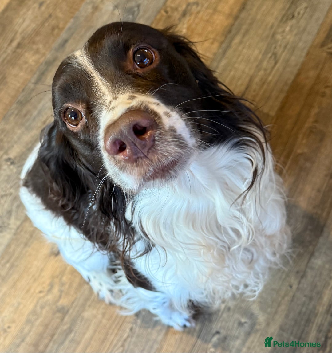 English Springer Spaniel dogs for sale: Male springer spaniel  - Image 4