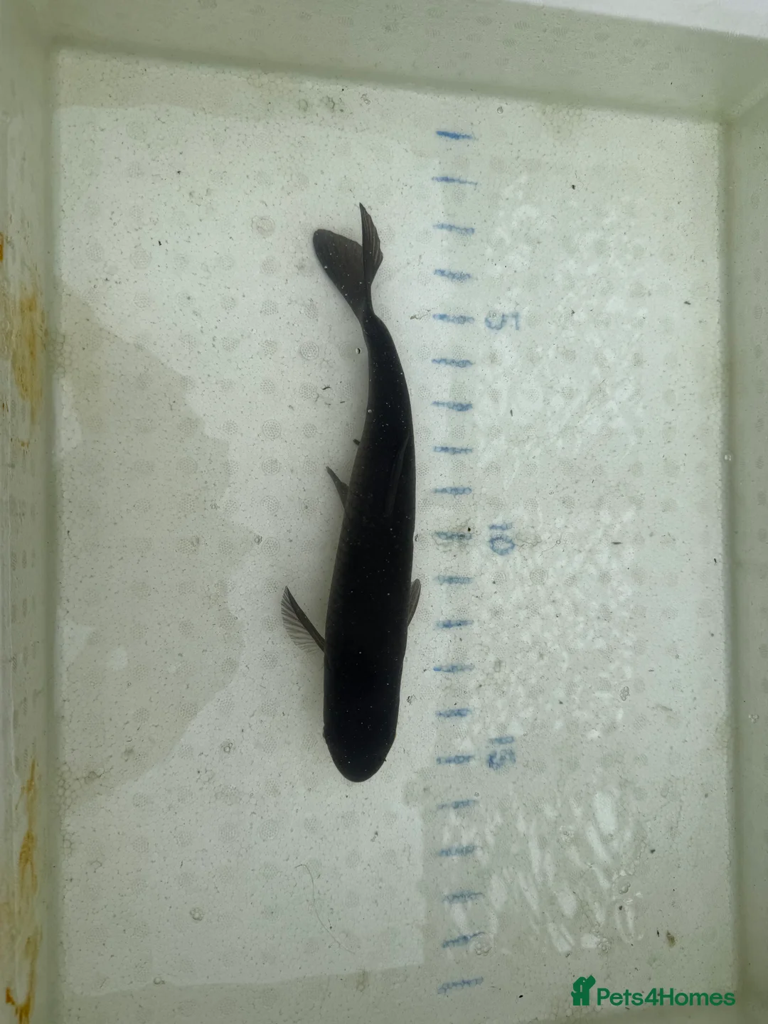 Koi Carp fish for sale: Japanese koi plus more - Advert 20