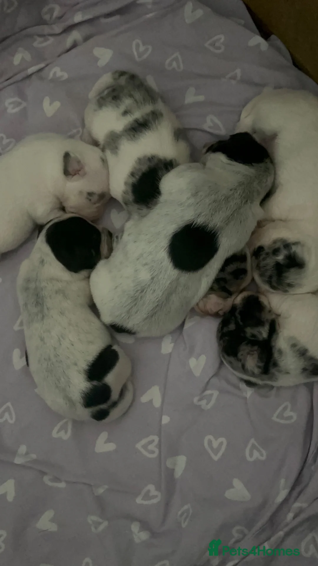 Mixed Breed dogs for sale: Sealyham terrier x Jack Russel pups  - Advert 2