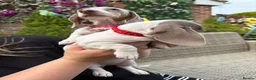 Dachshund dogs for sale: Dachshund piebald Puppy READY NOW  - Advert 11