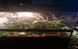 Frog reptiles for sale: 2 white tree frogs  - Image 6