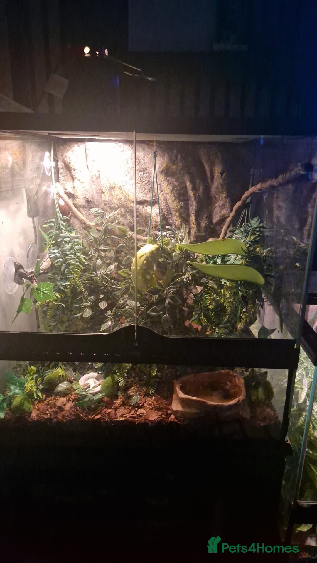 Frog reptiles for sale: 2 white tree frogs  - Image 6