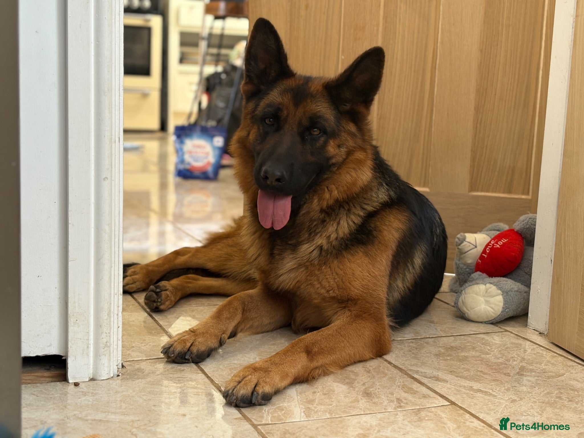 German Shepherd dogs Stunning Gsd males available!  - Advert 2