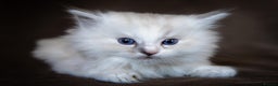 Ragdoll cats for sale: Stunning Ragdolls Ready Dec 24th - Advert 1