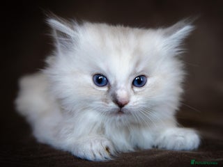 Ragdoll cats Stunning Ragdolls Ready Dec 24th - Advert 8