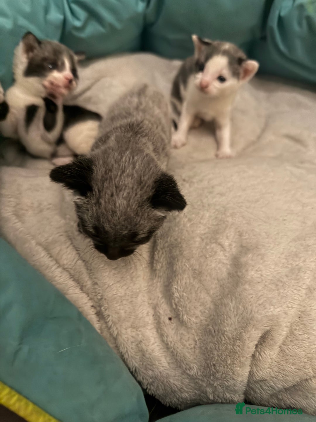 British Shorthair cats for sale: 3 grey beautiful girls  - Image 8