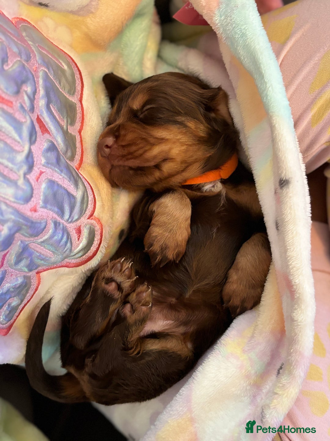 Cocker Spaniel dogs for sale: Cocker spaniel (working cocker spaniel)   - Image 13