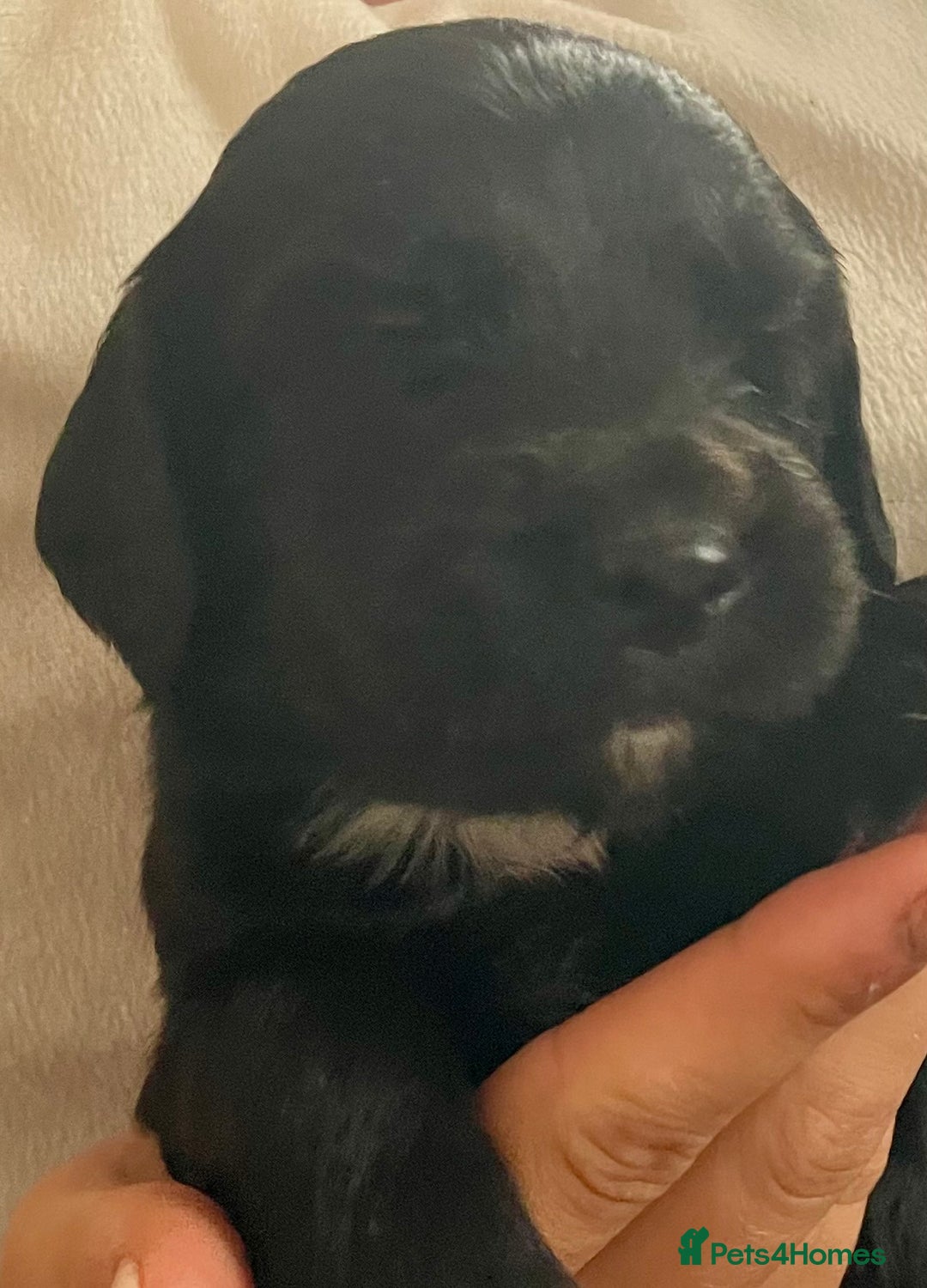 Sprocker dogs for sale: Adorable sprockers  - Image 26