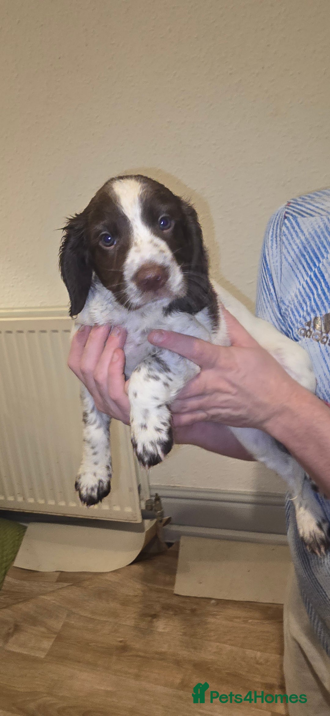 Sprocker dogs for sale: Home-Reared Sprocker Puppies  - Advert 9